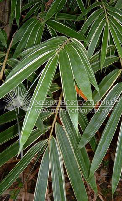 Phyllostachys variegated leaf